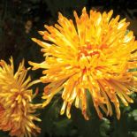 Złocień szklarniowy, kwiatostan igiełkowaty