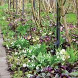 Ciemiernik wschodni i przebiśniegi