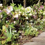 Ciemiernik wschodni potrafi się obsypać kawiatami jeszcze zimą.