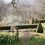 Cisowy żywopłot wyznacza granicę między dwoma poziomami ogrodu. Wokół kwitną wrzosy i żonkile.