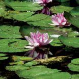 Claude Monet był zakochany w egzotycznych nenufarach.