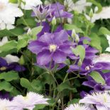 Clematis Bonanza. Powojnik, król pnączy