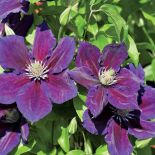 Clematis Julka. Powojnik, król pnączy