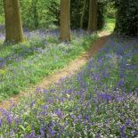 Codziennie ścieżką przechadza się stały mieszkaniec ogrodu - kot Clive, który strzeże rośliny przed ptakami.