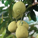 Cytrusy w domu. Cytrusy w domu, jak wyhodować cytrynę, jak hodować cytrusy,  jak wyhodować pomarańcze,