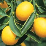 Cytrusy w domu. Cytrusy w domu, jak wyhodować cytrynę, jak hodować cytrusy,  jak wyhodować pomarańcze,