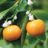 Cytrusy w domu. Cytrusy w domu, jak wyhodować cytrynę, jak hodować cytrusy,  jak wyhodować pomarańcze,