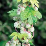 Czas na pnącza. Ogród, pnącza, rośliny, pnącza ogrodowe, pnącza do ogrodu