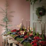 czerwona gwiazda betlejemska