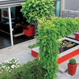 Czerwone akcenty w ogrodzie nawiązują do mebli w kuchni. Zielone kule w wysokich donicach to strzyżony bukszpan. W sadzwce