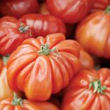 Czerwone jest pyszne. Czerwone jest pyszne