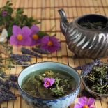 Czystek – właściwości i zastosowanie