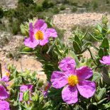 Czystek: właściwości, zastosowanie, opinie