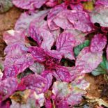 Dąbrówka rozłogowa Burgundy Glowe. Jesień kolorowych traw