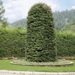 Dekoracją ogrodu są formowane rośliny.