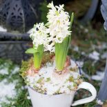 Jak udekorować drzwi: zimowy wieniec i hiacynty