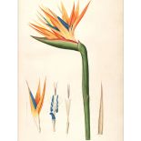 dekoracje ścienne botaniczne