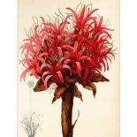 dekoracje ścienne ilustracje botaniczne