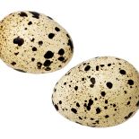 Prosto z natury: naturalna uroda jajek.