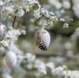 pisanki jajka wielkanocne do ogrodu