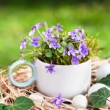 kompozycje wielkanocne do ogrodu