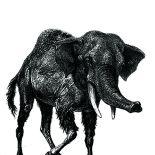 Do książki Zwierzydełka Roberta Stillera, 1977 r.