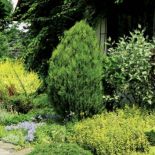 Dom ledwie widać pośród bujnej zieleni.