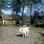 Domu, koni, ludzi i brzóz strzeże owczarek Znajda.