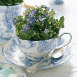 Doniczka z filiżanki. Drugie życie filiżanki