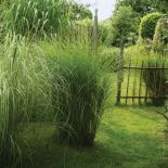 Dorodne miskanty zdobią nie tylko zielenią. Z suchych traw Tadeusz wyplata różne ogrodowe dekoracje -