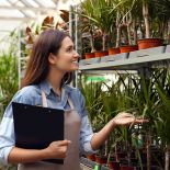 Draceny dobrze radzą sobie w naszych warunkach. To jedna z popularniejszych roślin doniczkowych.