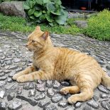 Drewniana chałupa artysty. Drewniana chałupa artysty