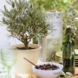 Drzewa oliwne są niewysokie, dorastają do sześciu, ośmiu metrów. Kwitną w maju drobnymi, białymi kwiatami. W naszym