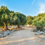 Drzewa oliwne są niewysokie, dorastają do sześciu, ośmiu metrów. Kwitną w maju drobnymi, białymi kwiatami. W naszym