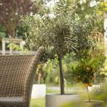 Oliwka - jak uprawiać drzewko oliwne?