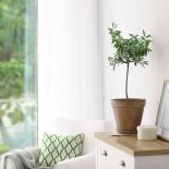 Drzewa oliwne są niewysokie, dorastają do sześciu, ośmiu metrów. Kwitną w maju drobnymi, białymi kwiatami. W naszym