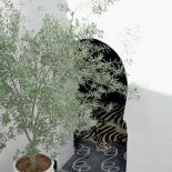 Dziedziniec przez cały dzień tonie w słońcu.