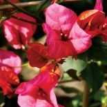 Dzięki haczykowatym kolcom na łodygach roślina potrafi piąć się po murach do wysokości kilku, a