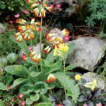 Dzięki prymulkom od razu zrobiło się radośniej.