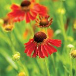 dzielżan w ogrodzie