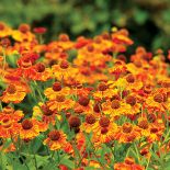 Dzielżanowi nazwę nadano na cześć Heleny Trojańskiej