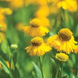 Dzielżany to kwiaty lata i jesieni