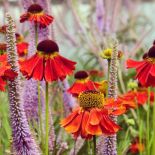 jak uprawiać i z czym sadzić dzielżan w ogrodzie