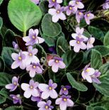 Dzikie fiołki afrykańskie, które można spotkać w Tanzanii, jak sugeruje nazwa, są koloru fiołkowego.