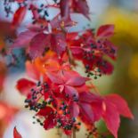 liście dzikiego wina są piękne jesienią