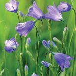 Dzwonek okrągłolistny