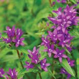 Dzwonek skupiony 'Superba'