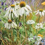 Echinacea White Swan
