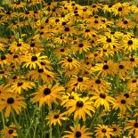 żółte kwiaty do ogrodu