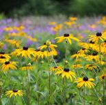 kwiaty przyciągające motyle